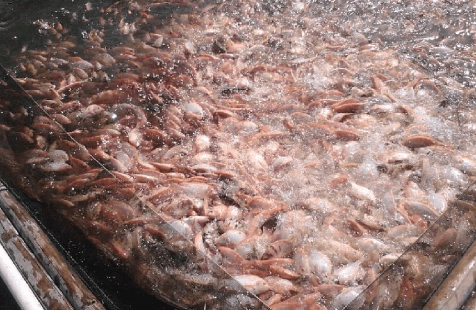 Tata Cara Pembuatan Kolam Ikan Nila untuk 1000 Ekor