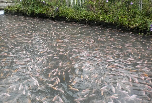 Tata Cara Memulai Budidaya Ikan Nila di Kolam Tanah