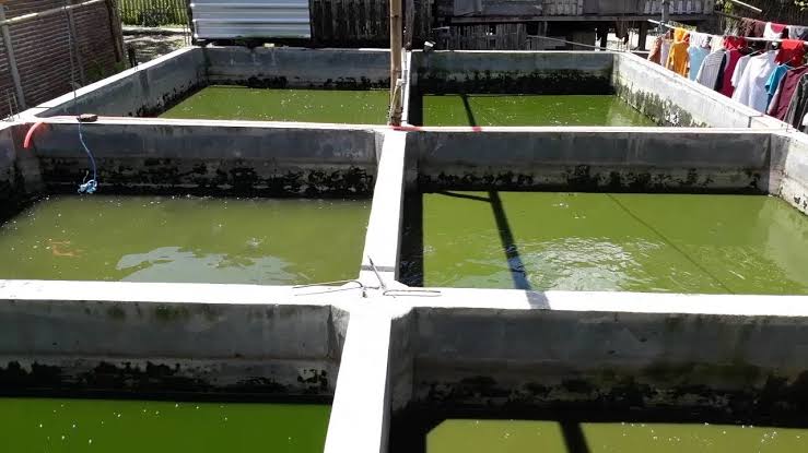 Kekurangan Metode Kolam Tembok dalam Budidaya Ikan Gurame