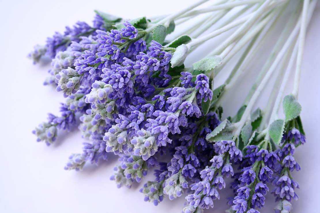Karakteristik Bunga Lavender
