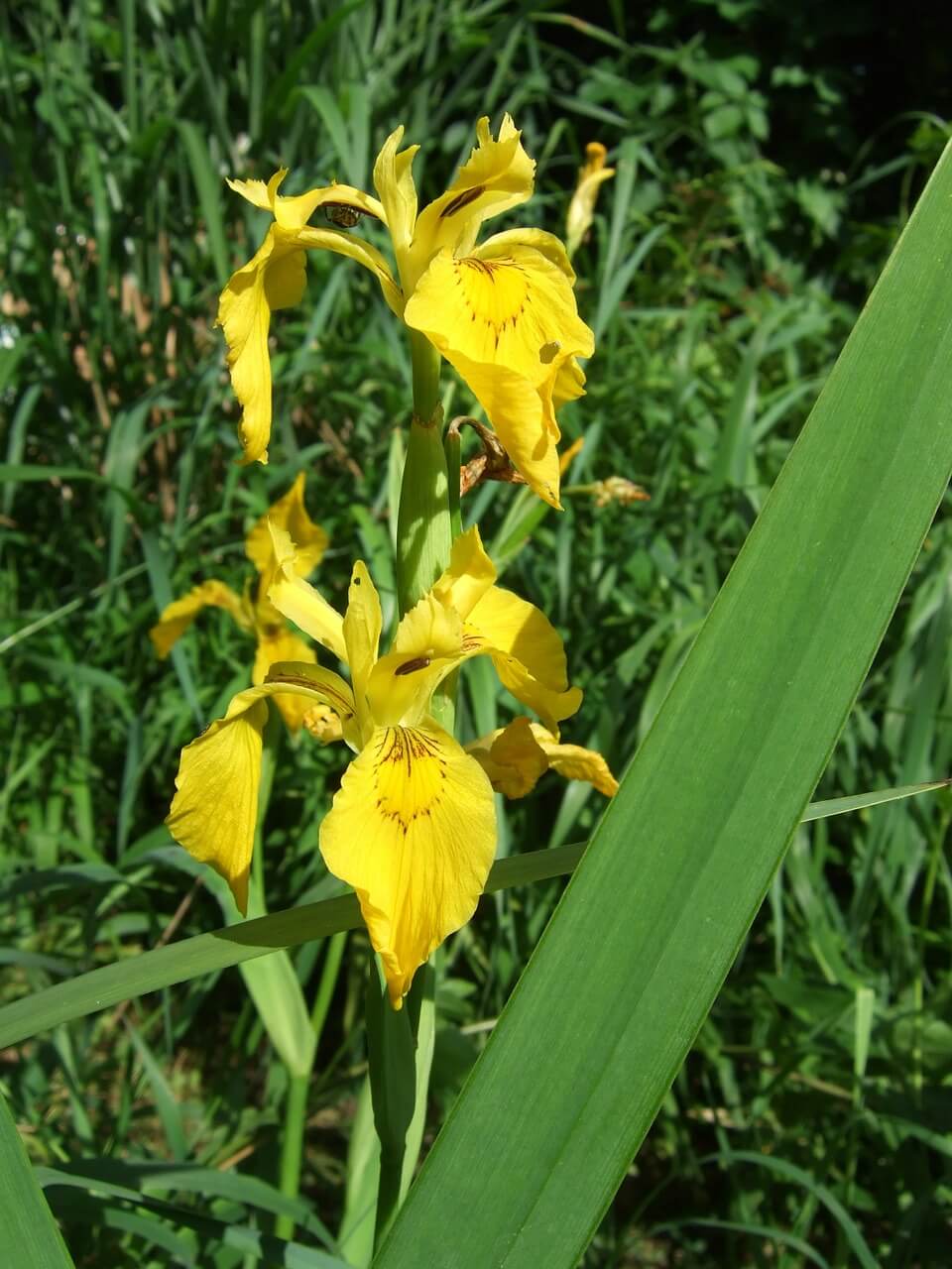 gambar bunga iris kuning