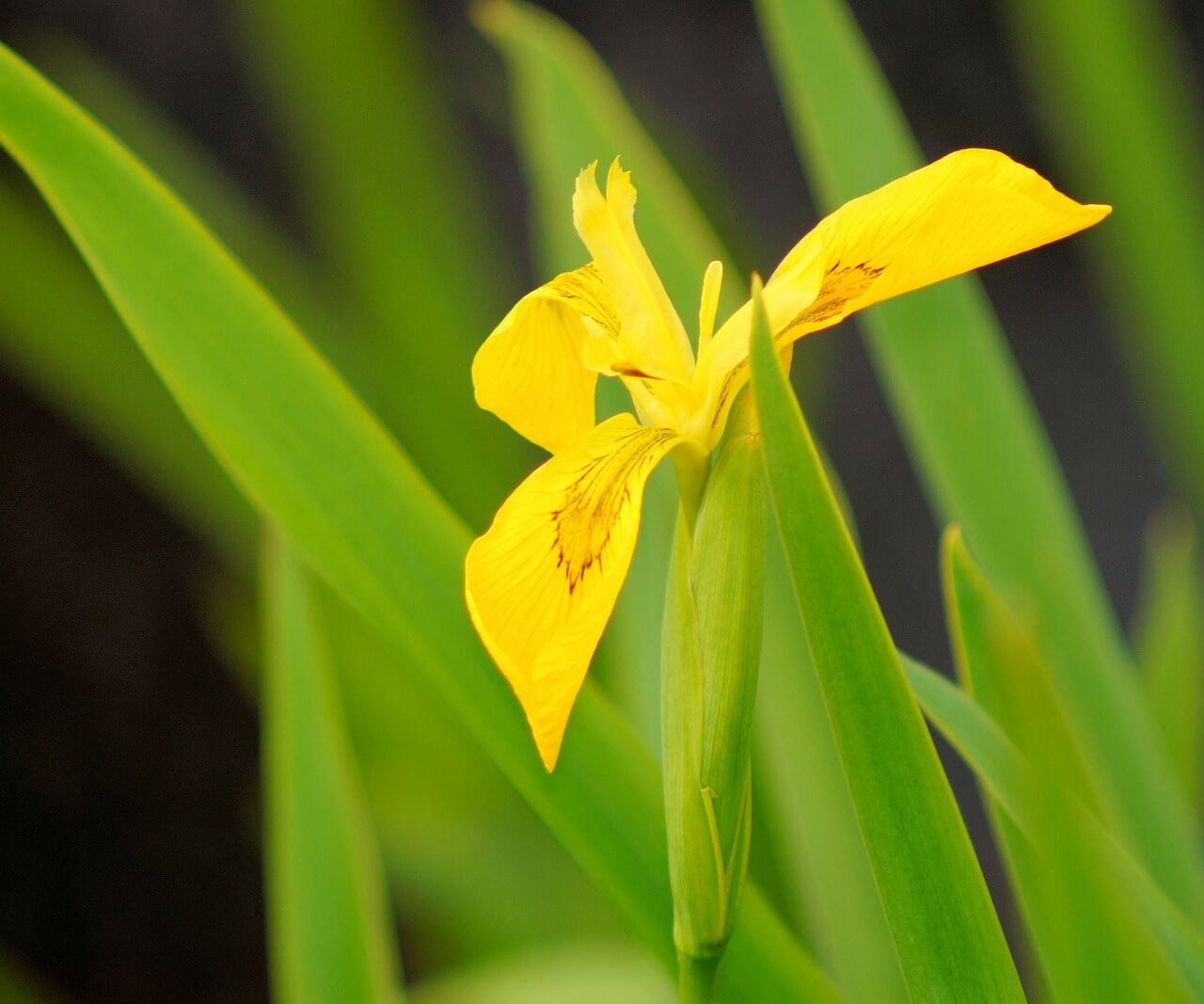 morfologi bunga iris kuning