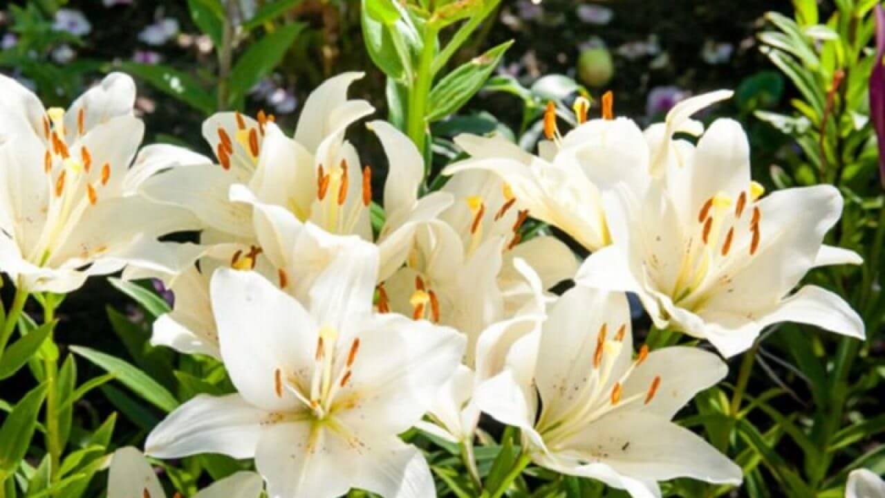 Cara Merawat Bunga Lily Putih Paling Mudah