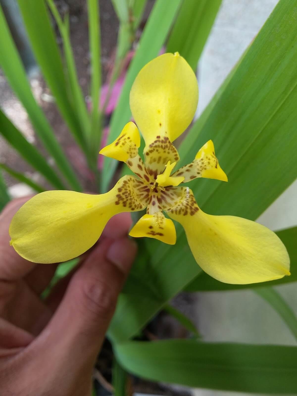 manfaat bunga iris kuning