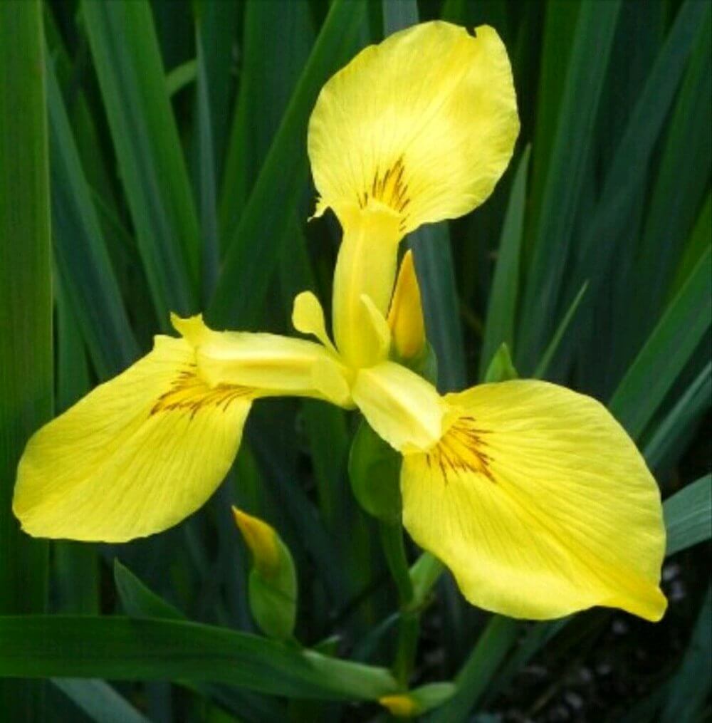 bunga iris kuning wikipedia