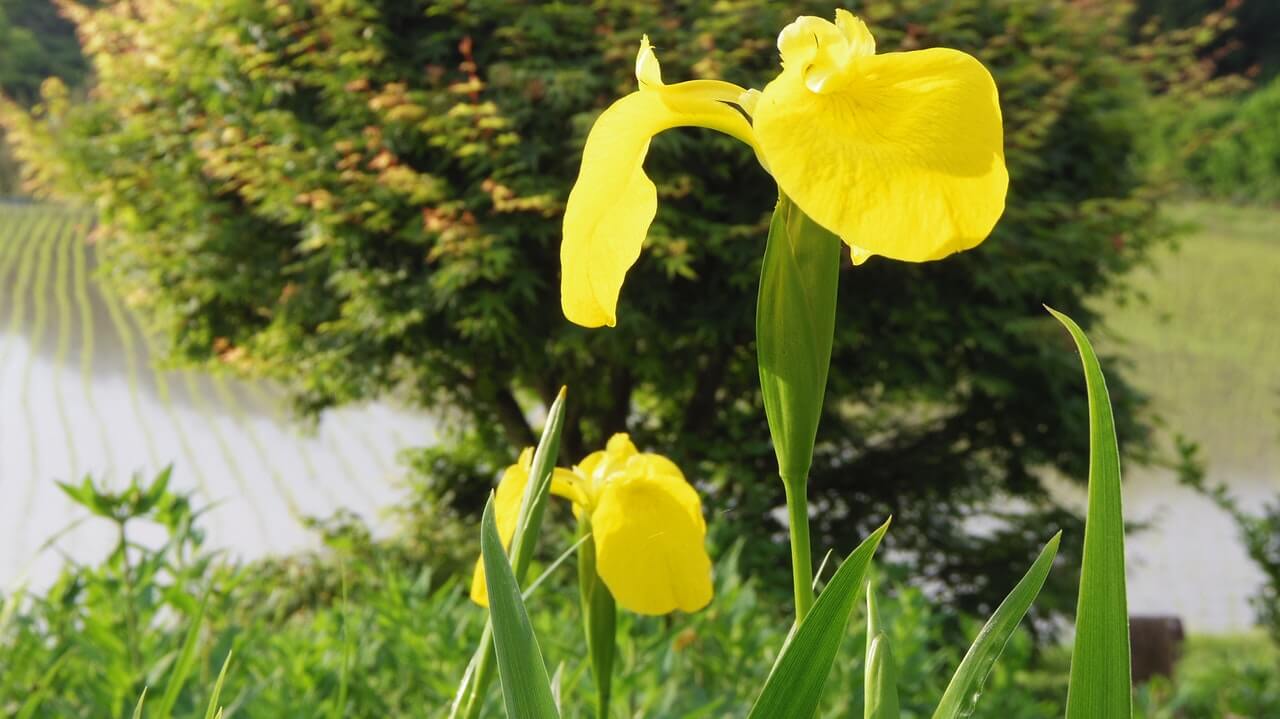 nama latin bunga iris kuning