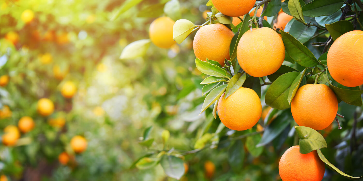 jeruk, jenis tanaman di dataran rendah
