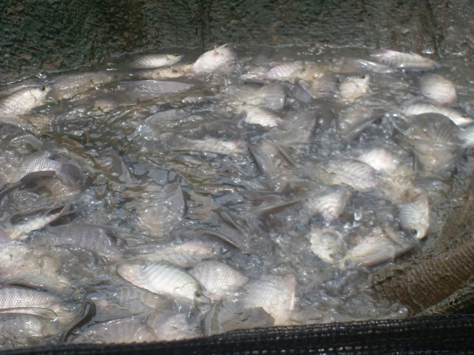 Memanen Hasil Budidaya Ikan Gurame di Kolam Kecil