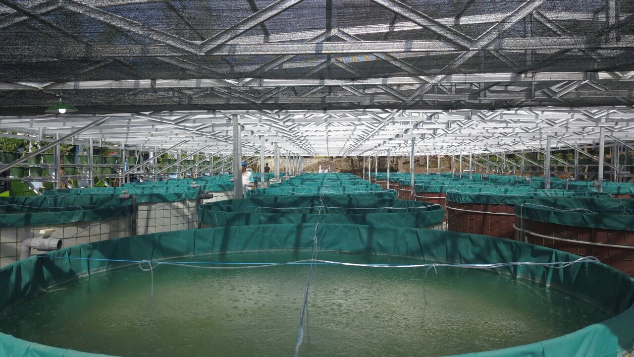 Budidaya Ikan Nila Sistem Bioflok