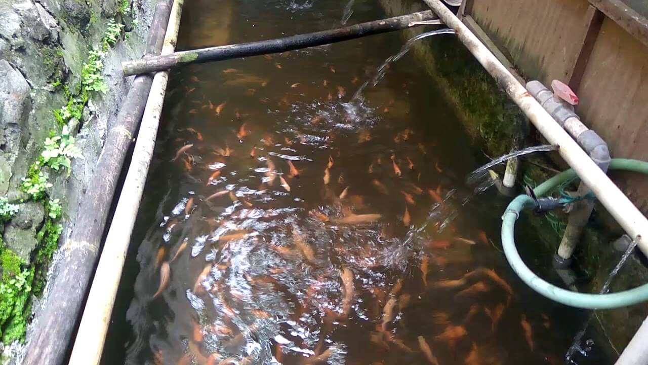 Budidaya Ikan Nila Sistem Rumahan