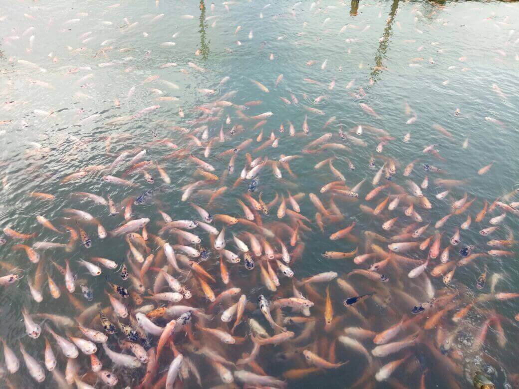 Keunggulan Budidaya Ikan Nila Merah