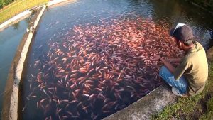 Budidaya Ikan Nila di Kolam Beton