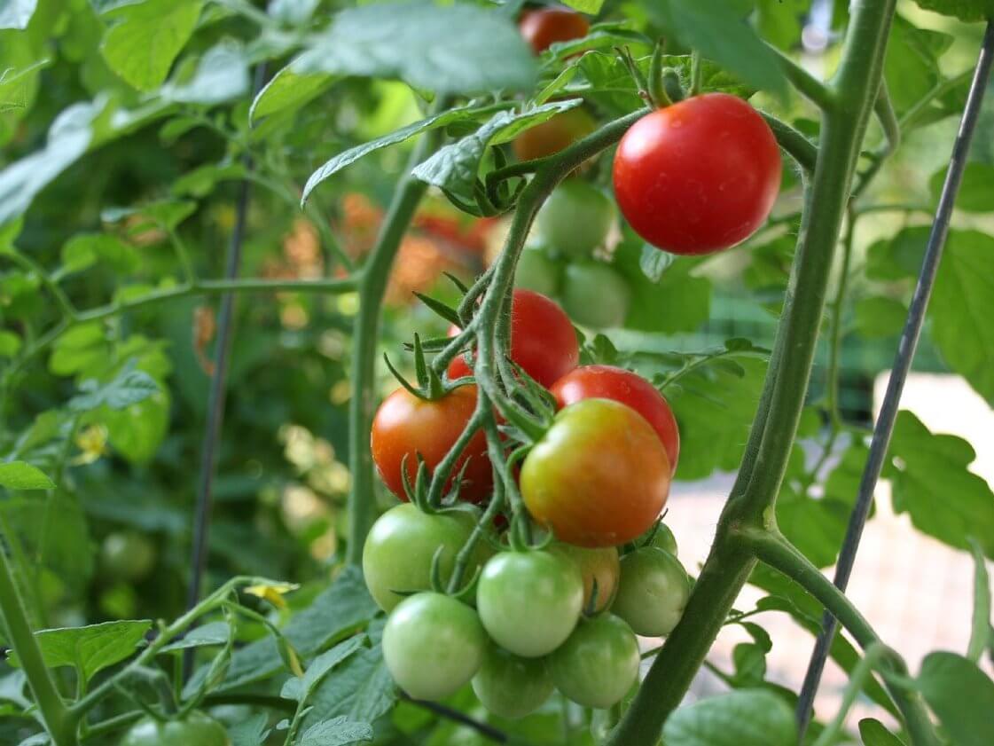 Perkiraan Biaya per Tanaman Tomat