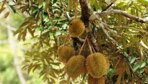 Cara Budidaya Durian