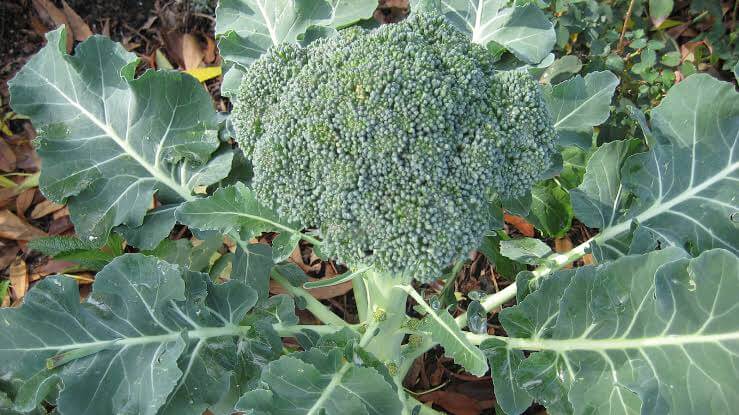 cara menanam brokoli