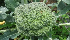 Cara Menanam Brokoli
