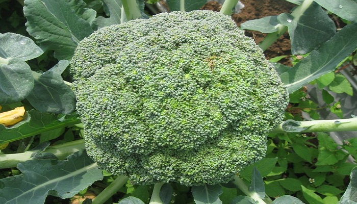 SEDERHANA! Cara Menanam Brokoli yang Baik untuk Hasil Maksimal
