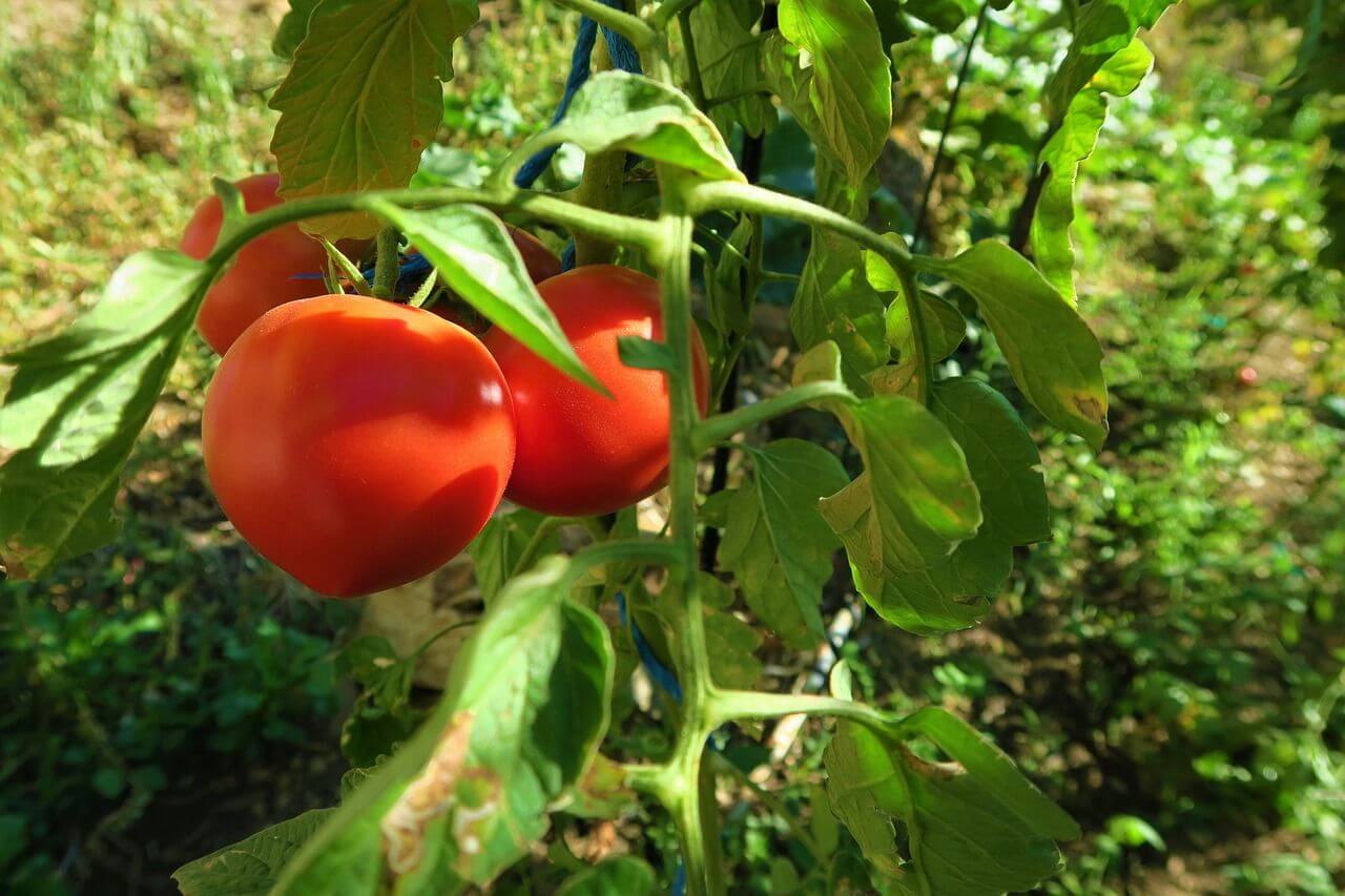 Pengendalian Hama dan Penyakit Tanaman Tomat