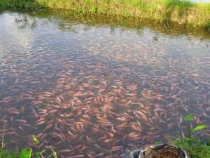 Budidaya Ikan Nila Kolam Tanah