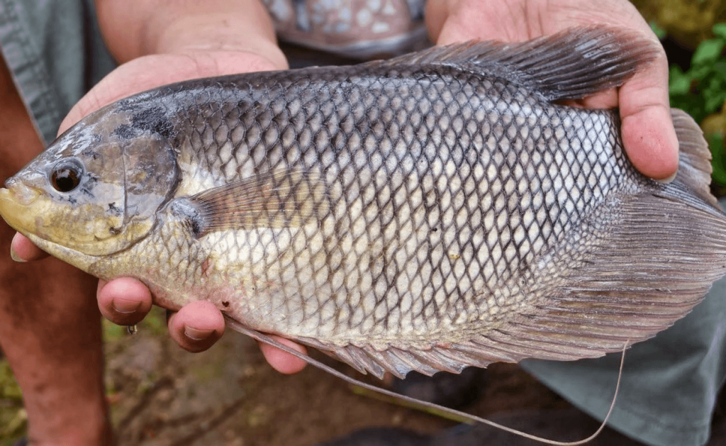 Panduan Lengkap Cara Budidaya Ikan Gurame  dari Pemula 