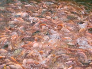 Keuntungan Budidaya Ikan Nila Merah