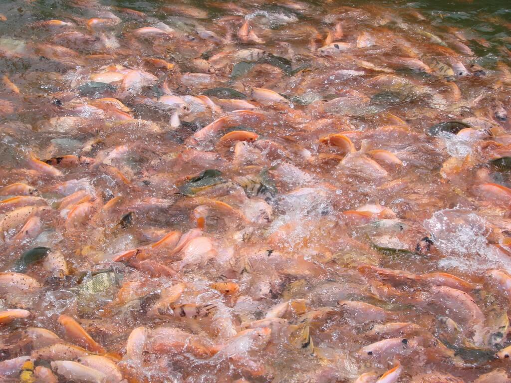 Apa Saja Keuntungan Budidaya Ikan Nila Merah?