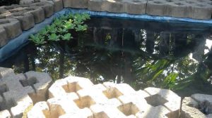 Budidaya Ikan Gurame di Kolam Kecil