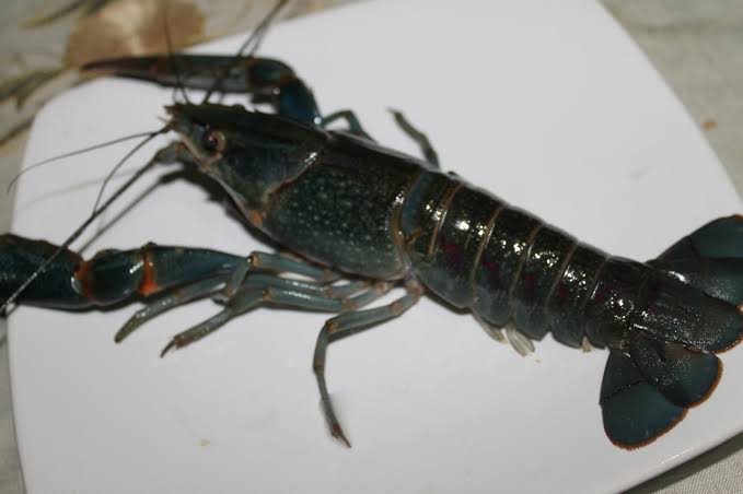 Yang Perlu Diperhatikan Sebelum Melakukan Budidaya Lobster Air Tawar