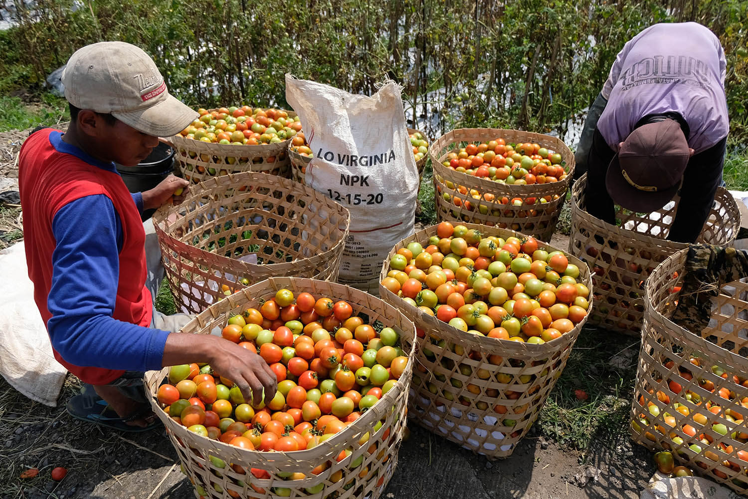 Kemampuan Produksi Tomat di Indonesia