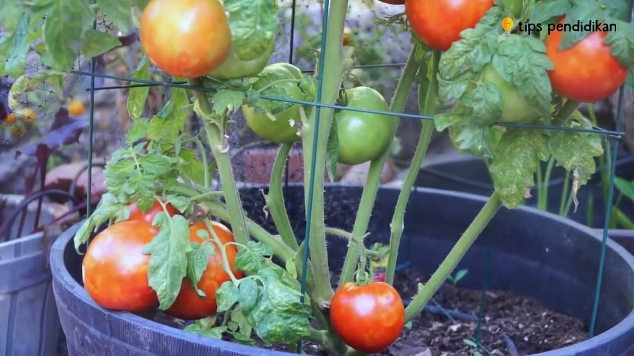Pemupukan Tomat dalam Pot