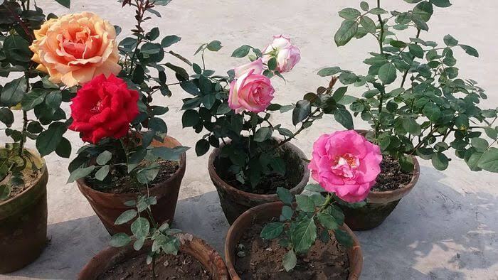 Syarat Agar Bunga Ros Tumbuh dengan Baik
