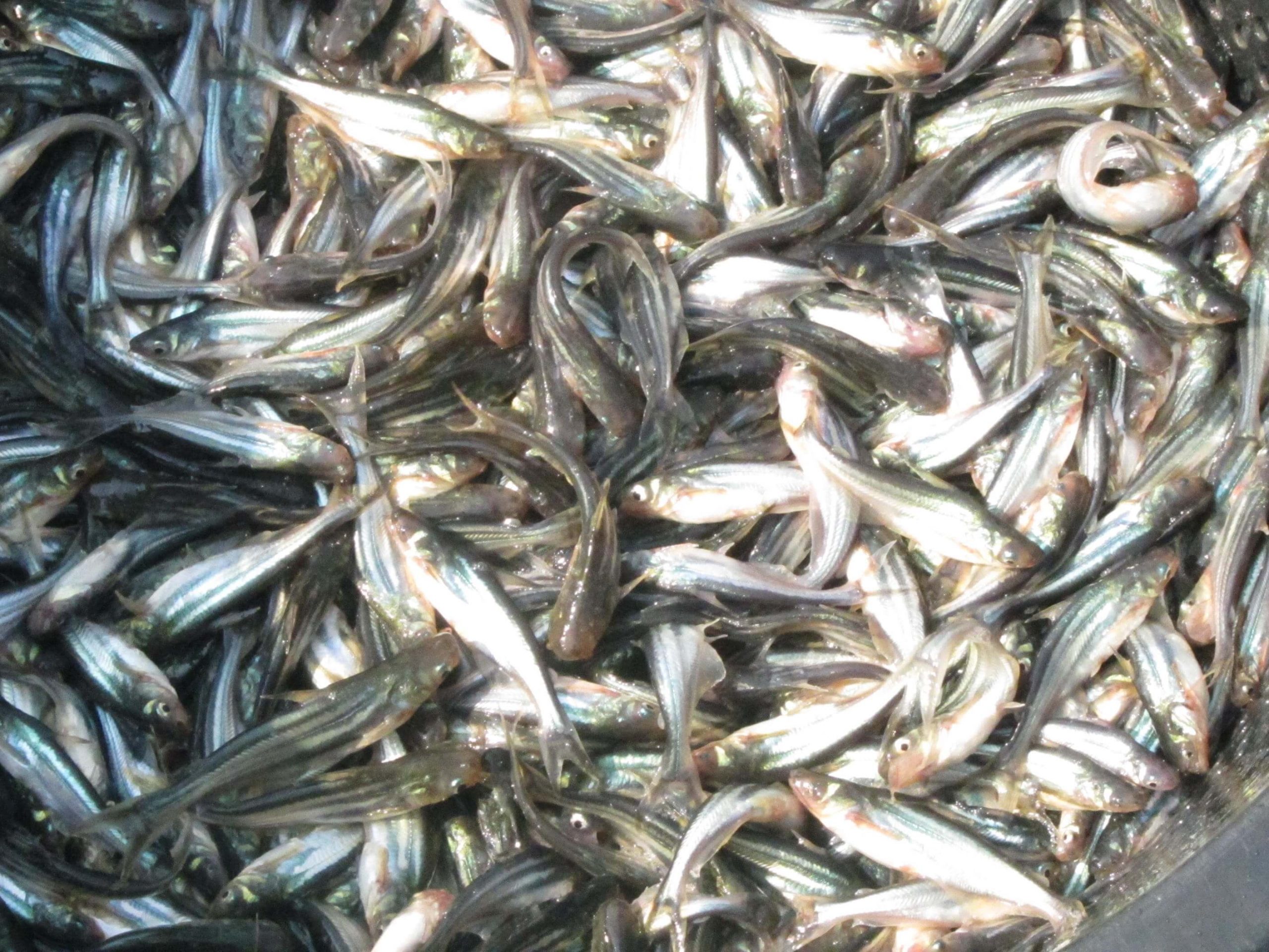 √ 6 Panduan Cara Budidaya Ikan Patin di Kolam Terpal untuk Pemula