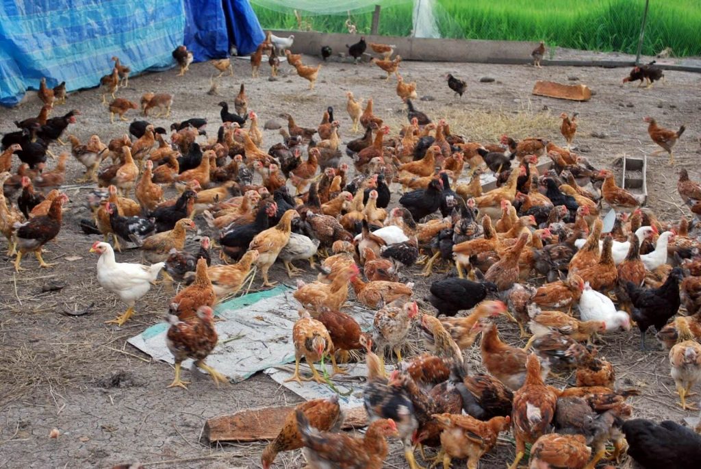 3 Cara Budidaya Ayam Kampung Untuk Pemula Yang Mudah Dilakukan