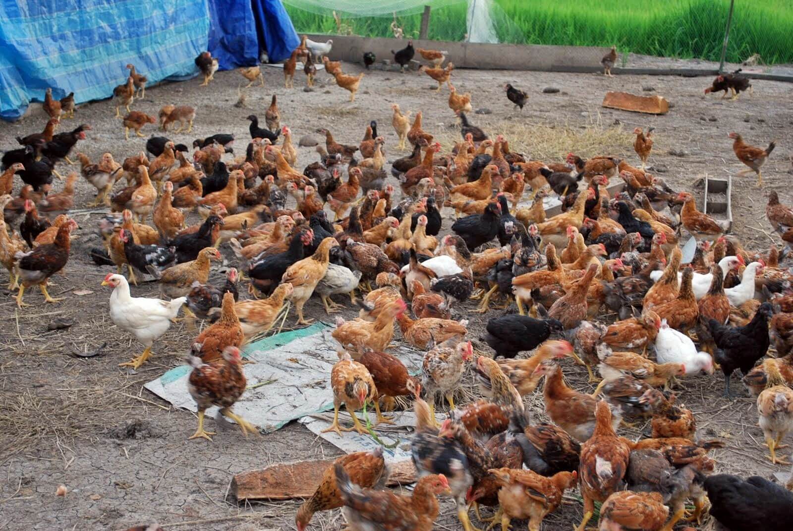 Cara Budidaya Ayam Kampung Untuk Pemula Yang Tepat