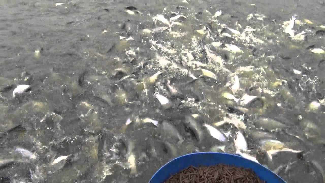 Cara Budidaya Ikan Patin di Kolam Terpal