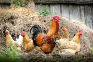 Cara Mengatasi Hama Gurem Pada Ayam
