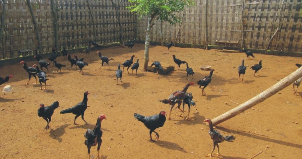 3 Cara Budidaya Ayam Kampung Untuk Pemula Yang Mudah Dilakukan