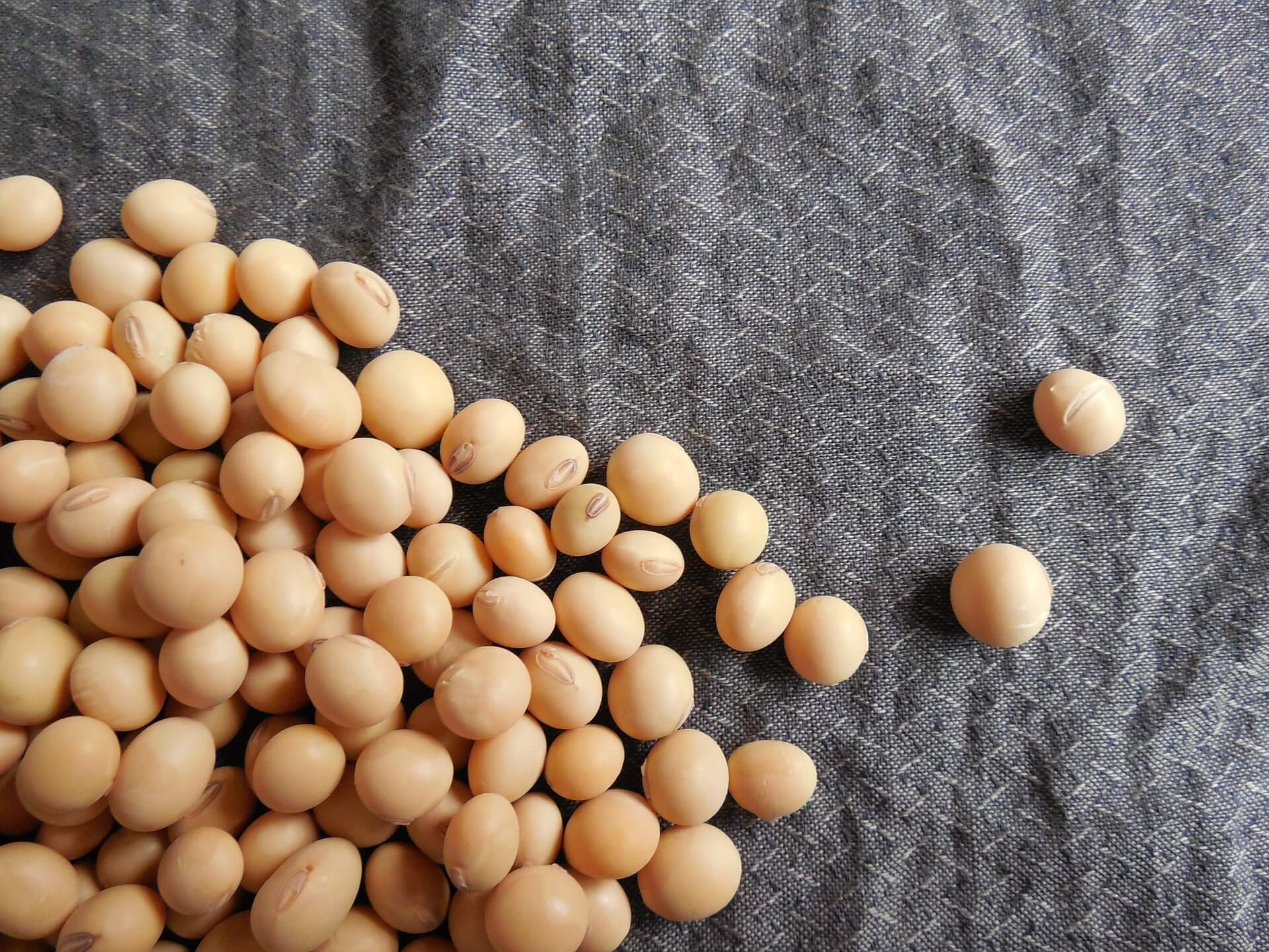 Kandungan Protein Pada Kacang Kedelai