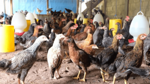 Cara Budidaya Ayam Kampung