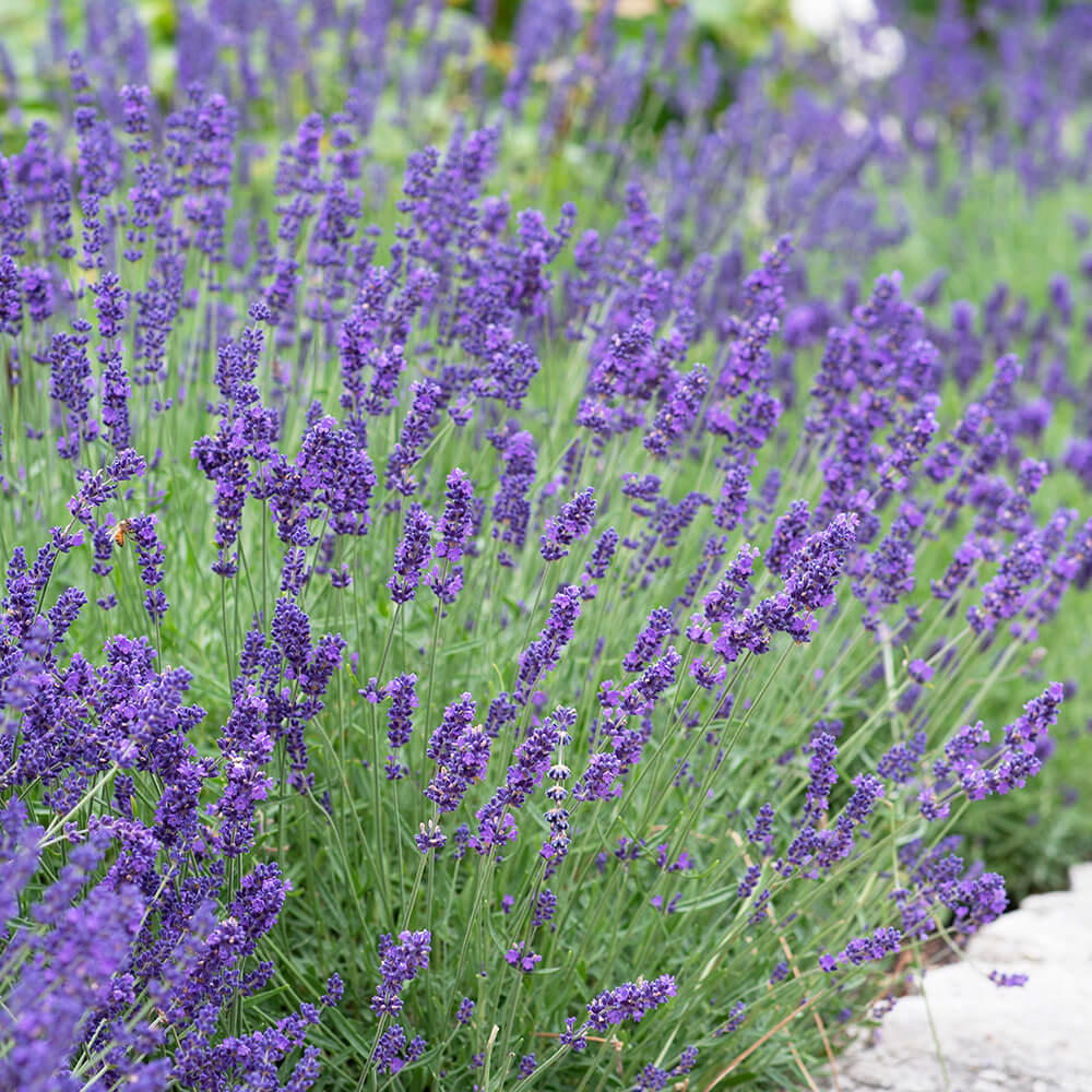 7 Cara Menanam Bunga  Lavender  Sampai Bisa Di Panen