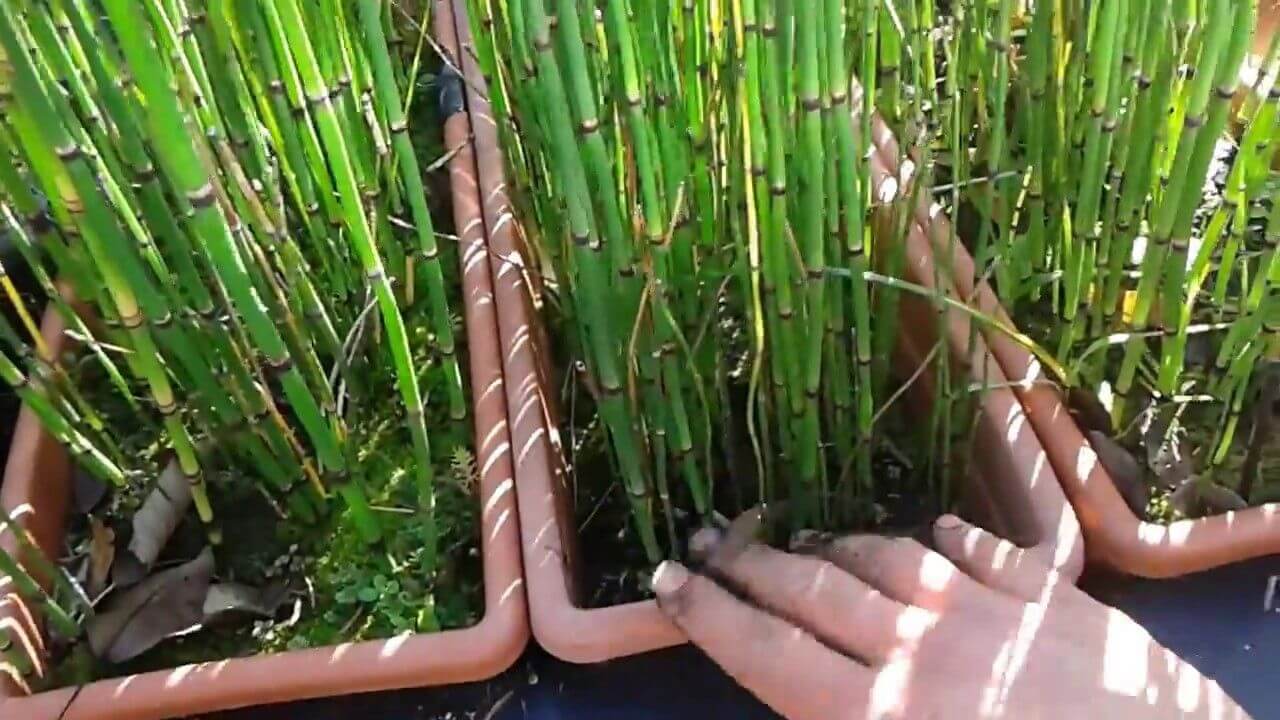 Penanaman Bunga Bambu Air dalam Media Tanah