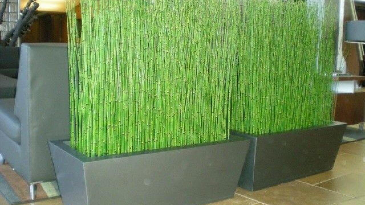 Cara Menanam Bunga Bambu Air menggunakan Media Tanah