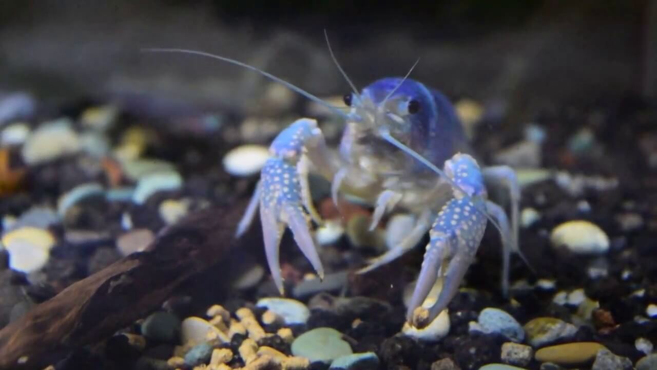 7+ Cara Budidaya Udang Air Tawar di Aquarium yang Baik dan Benar