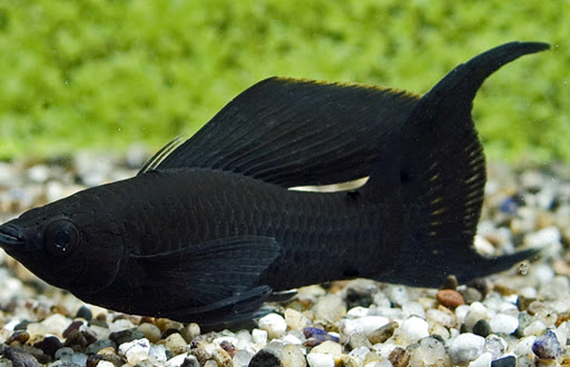 Pemilihan Benih Ikan Black Molly