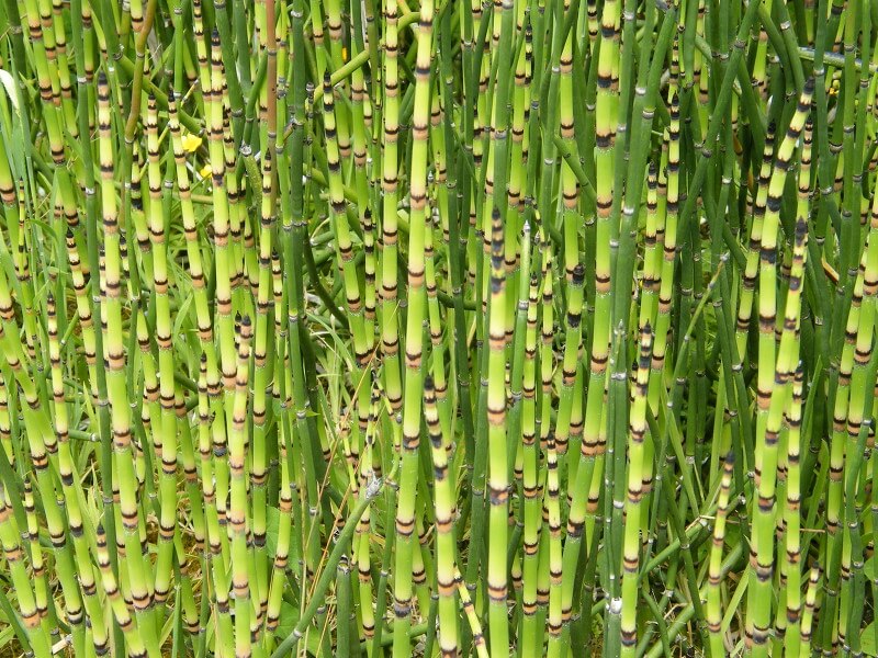 Mengenal Tanaman Bunga Bambu Air