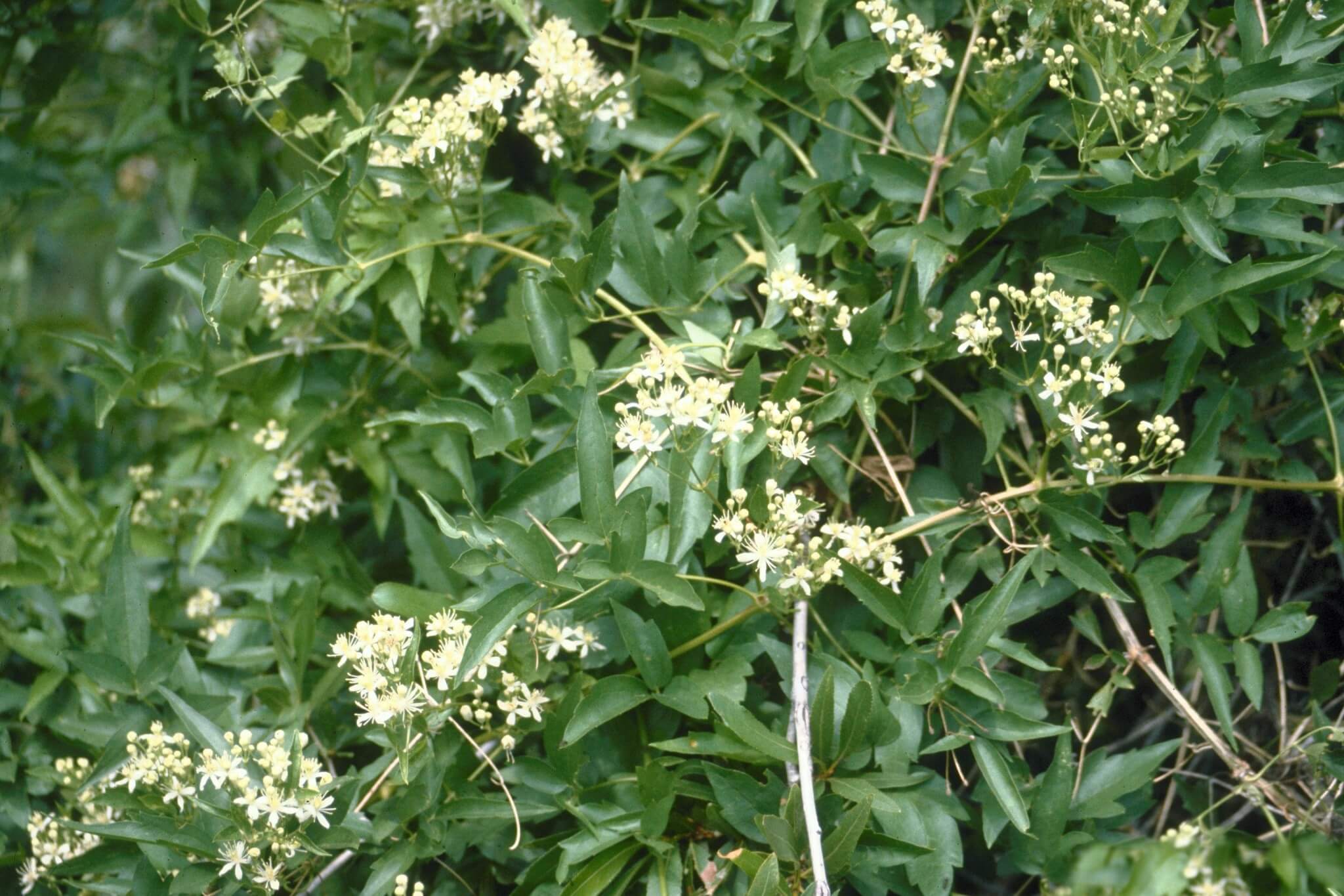 Tanaman Rambat Western White Clematis (Clematis Ligusticifolia)