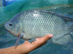 Cara Budidaya Ikan Mujair di Kolam Terpal