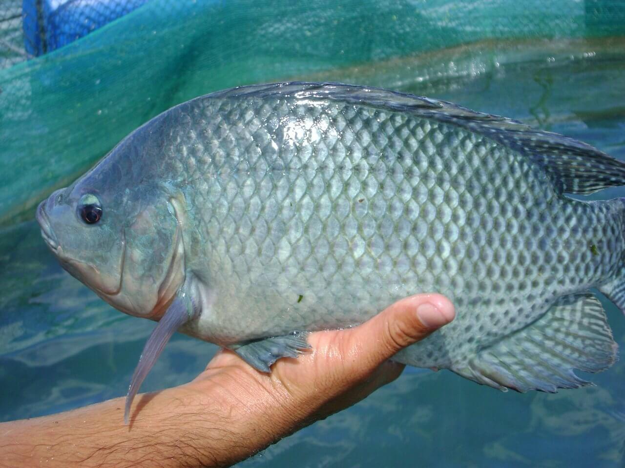 8 Cara Budidaya Ikan Mujair di Kolam Terpal yang baik dan Benar
