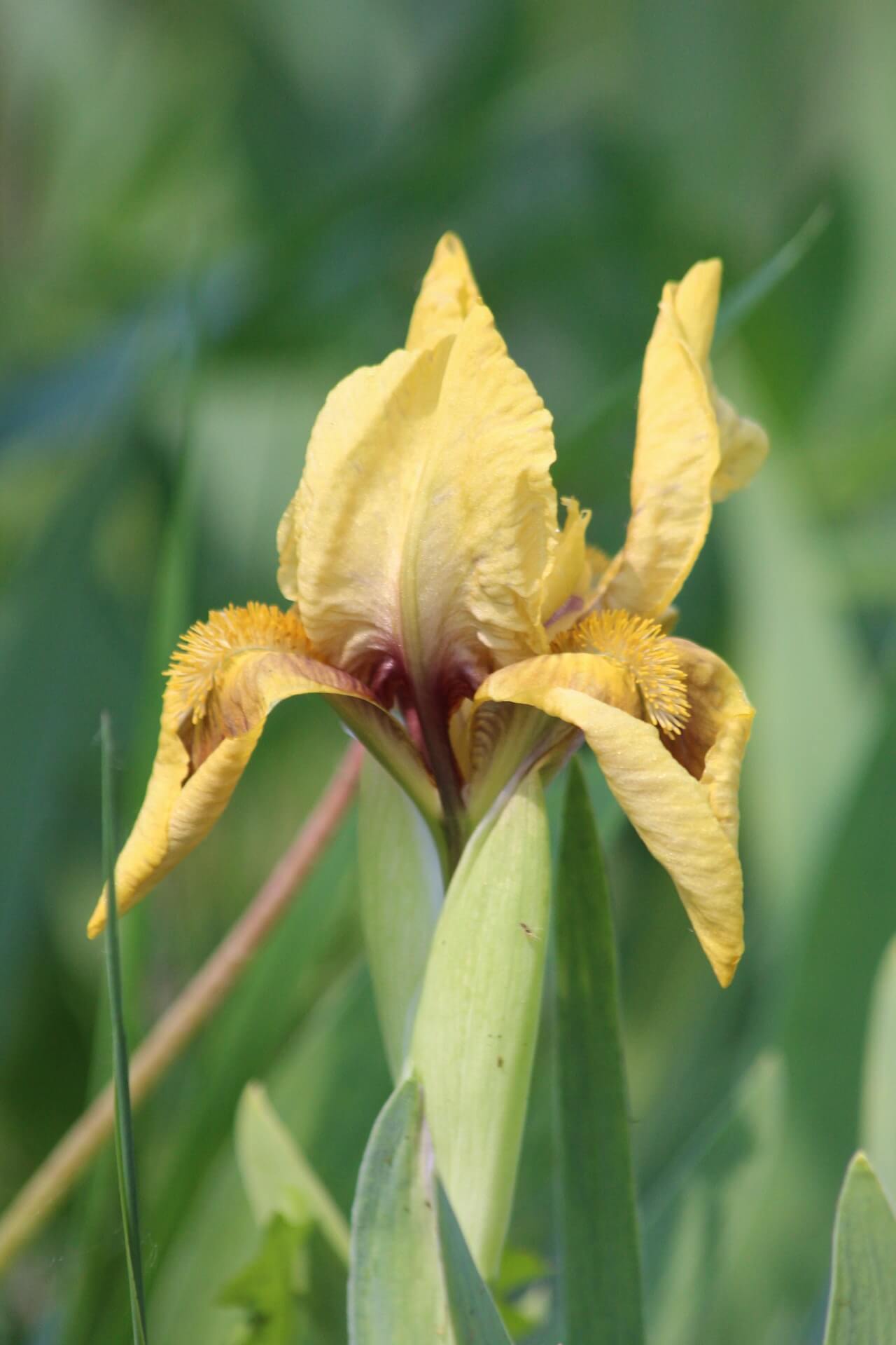 deskripsi bunga iris kuning
