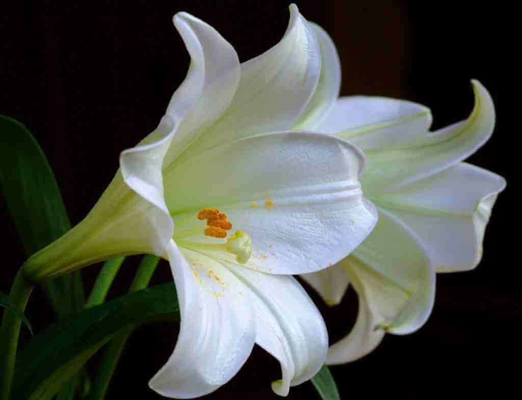 Sejarah Bunga Lily Putih